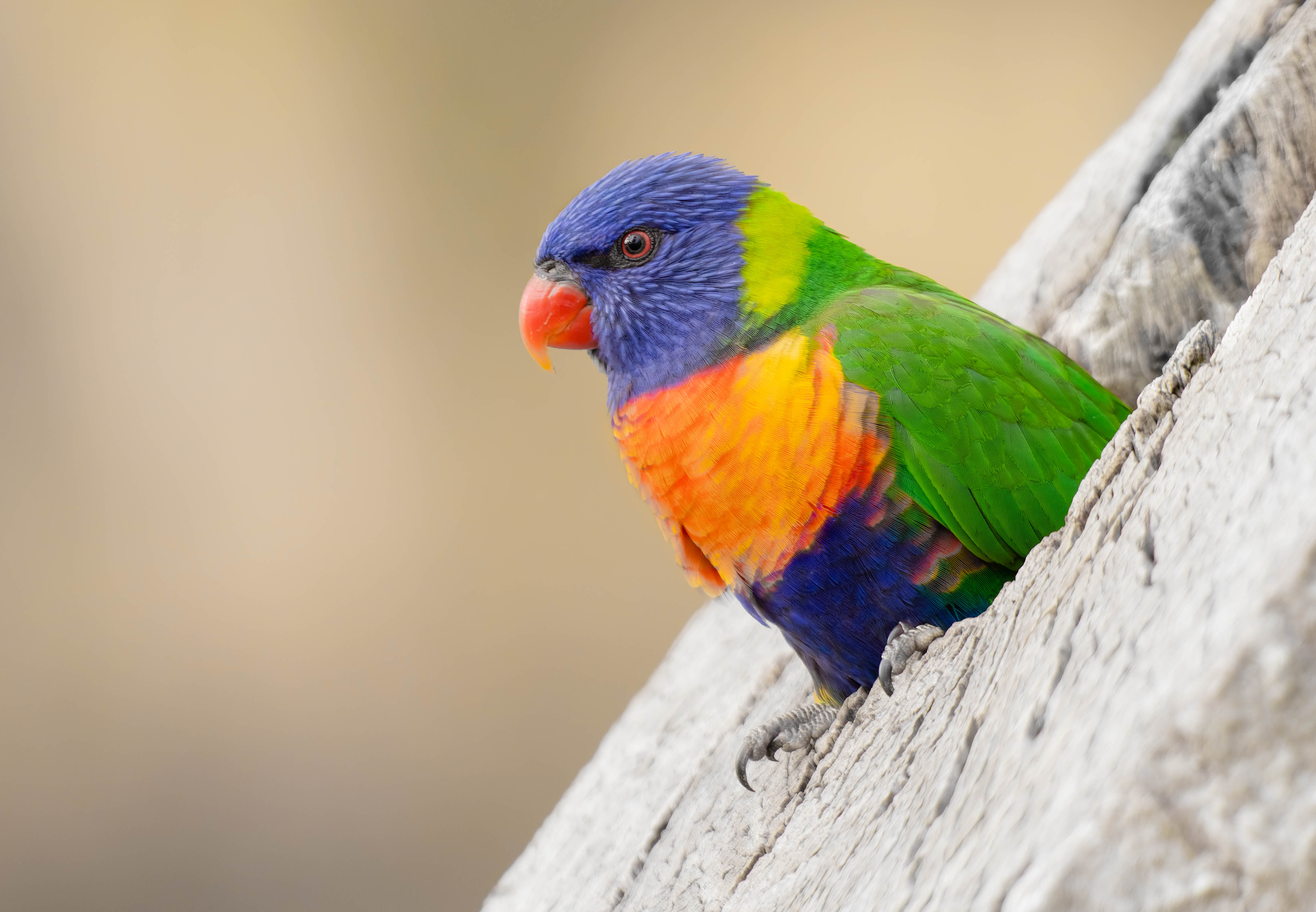 Rainbow Lorikeet