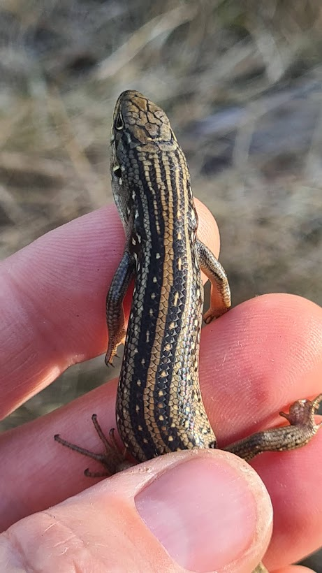 Whites Skink