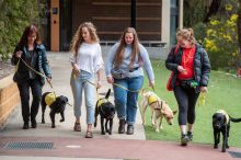 Puppy raisers walking the assistance dogs