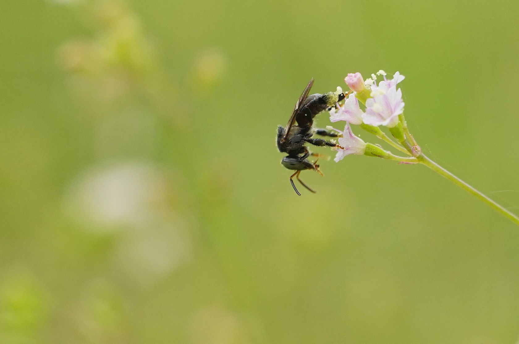 Native bees and climate change , News, La Trobe University