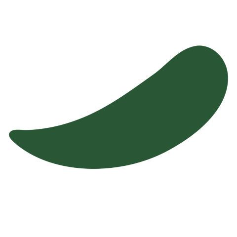 a green leaf representing a manna gum