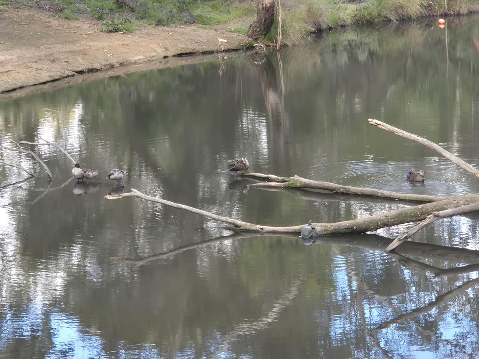 Waterway snag and wildlife