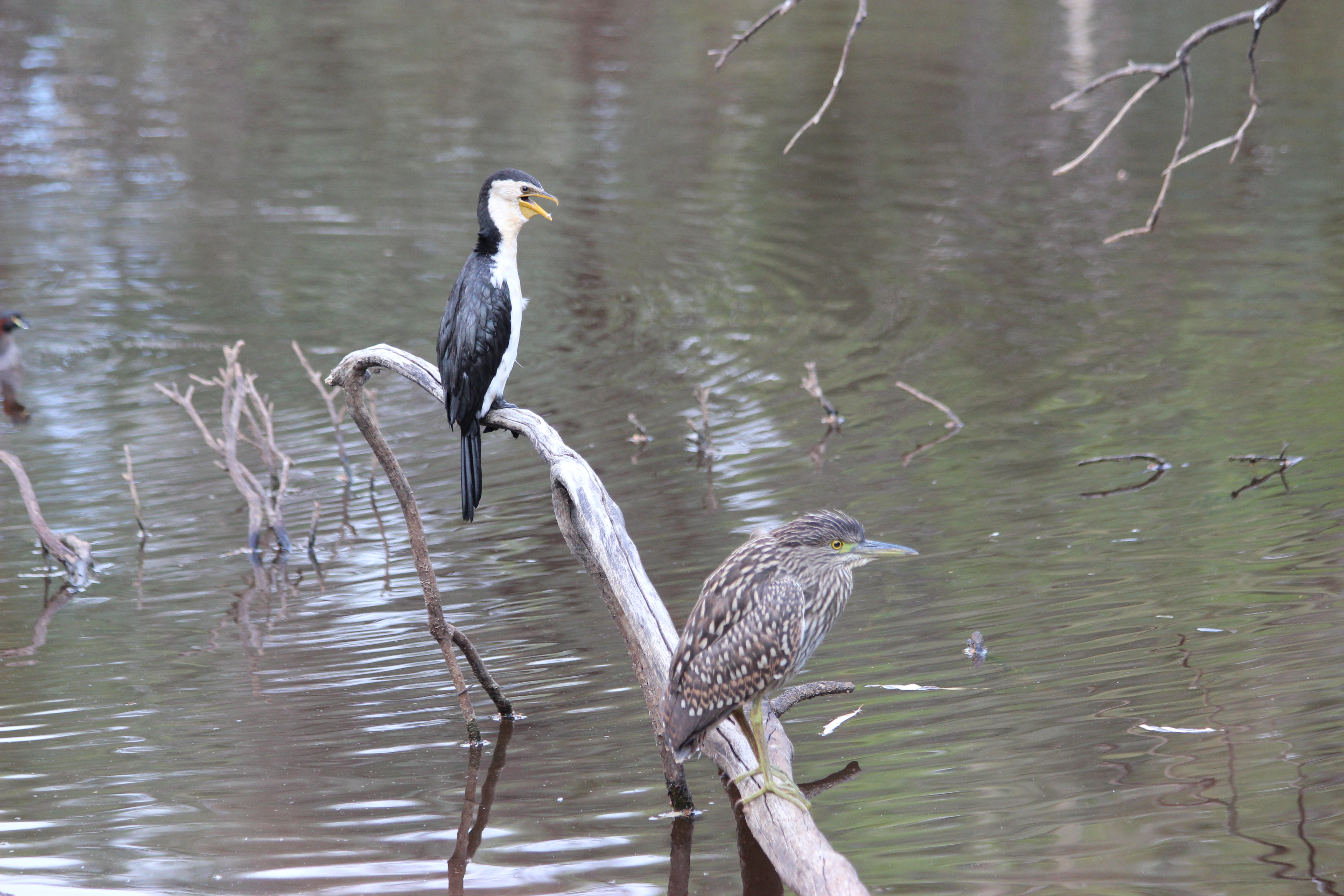 Nankeen Night Heron