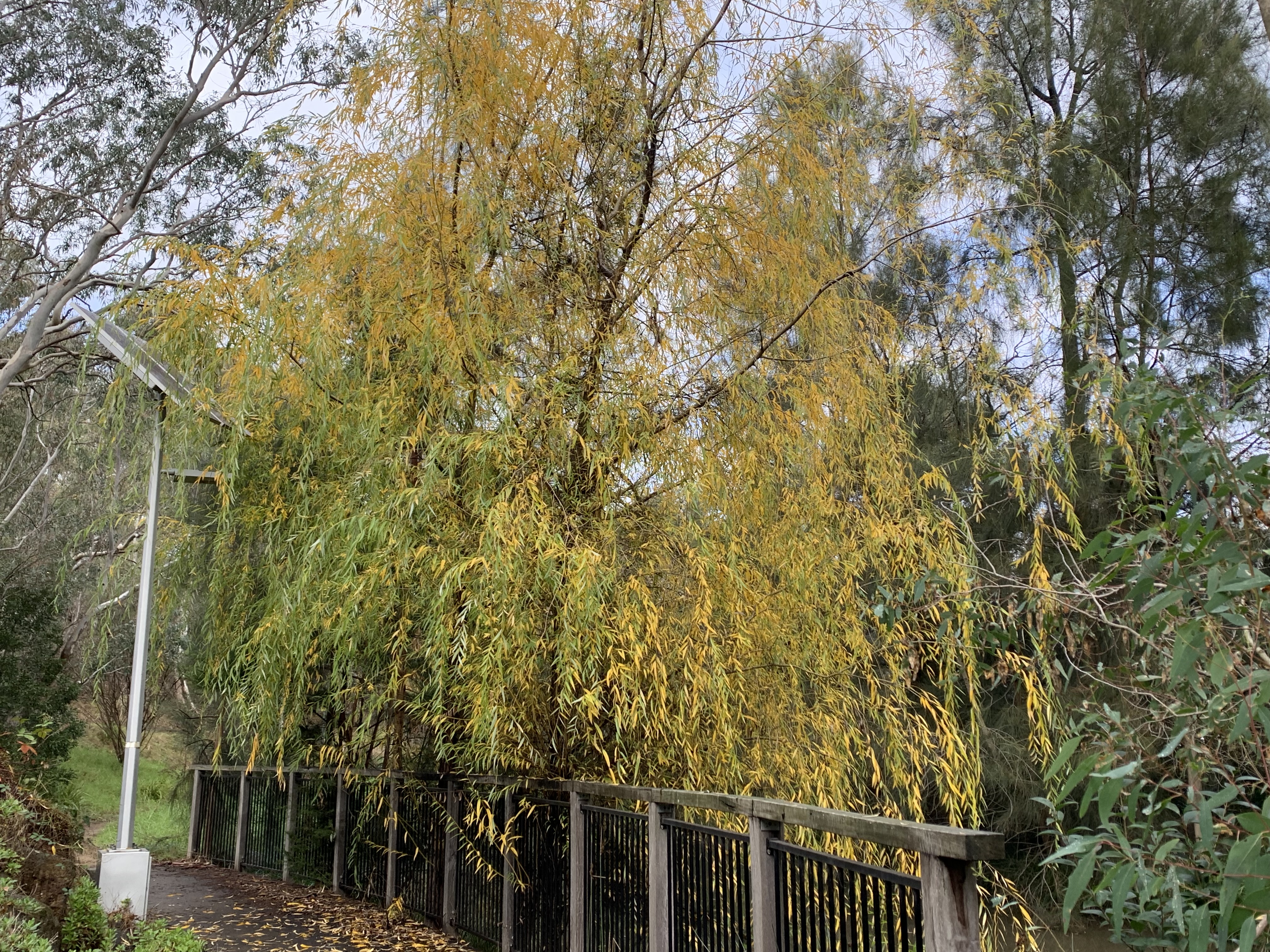 Willows in Nangak Tamboree