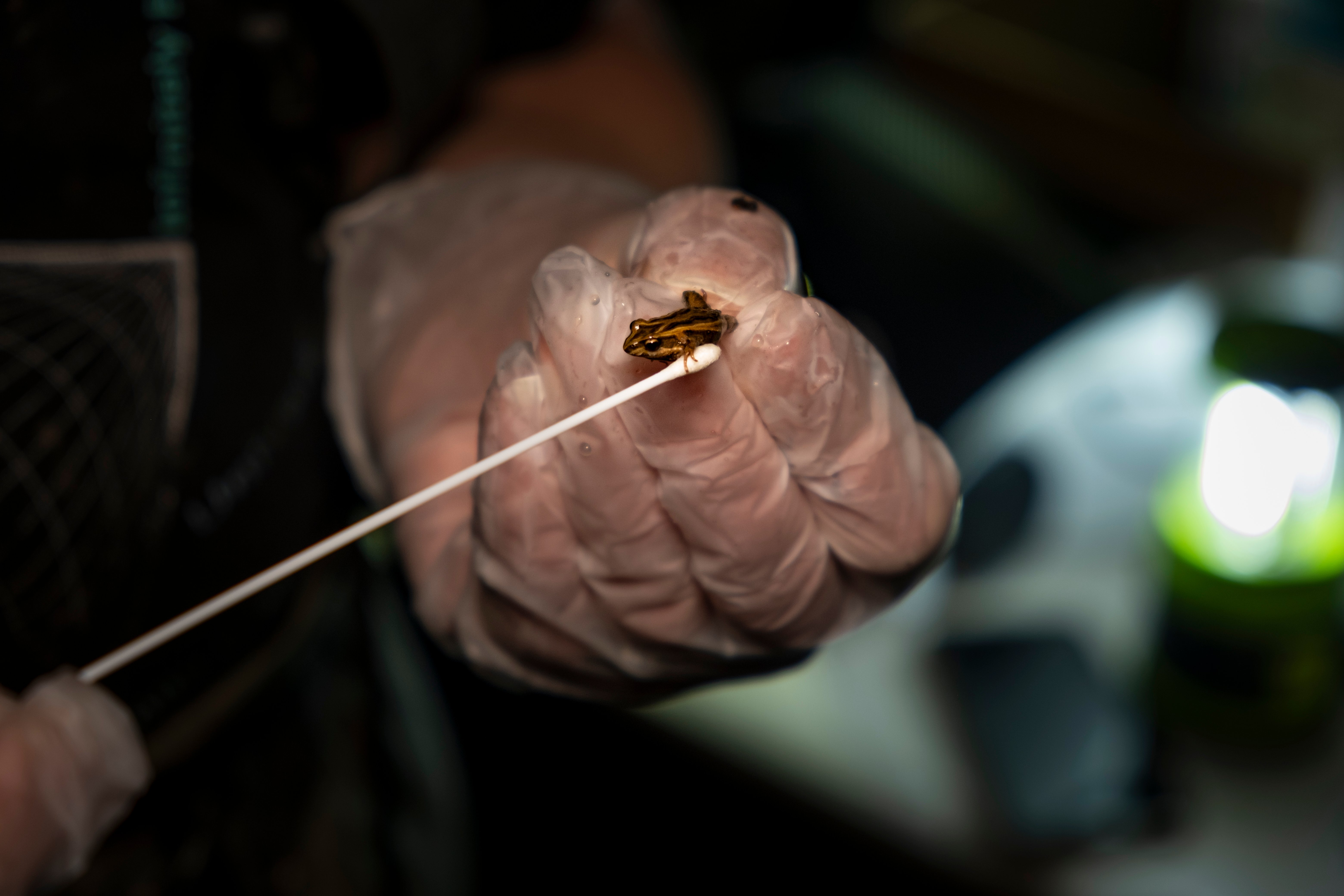 Frog swabbing for chytrid 
