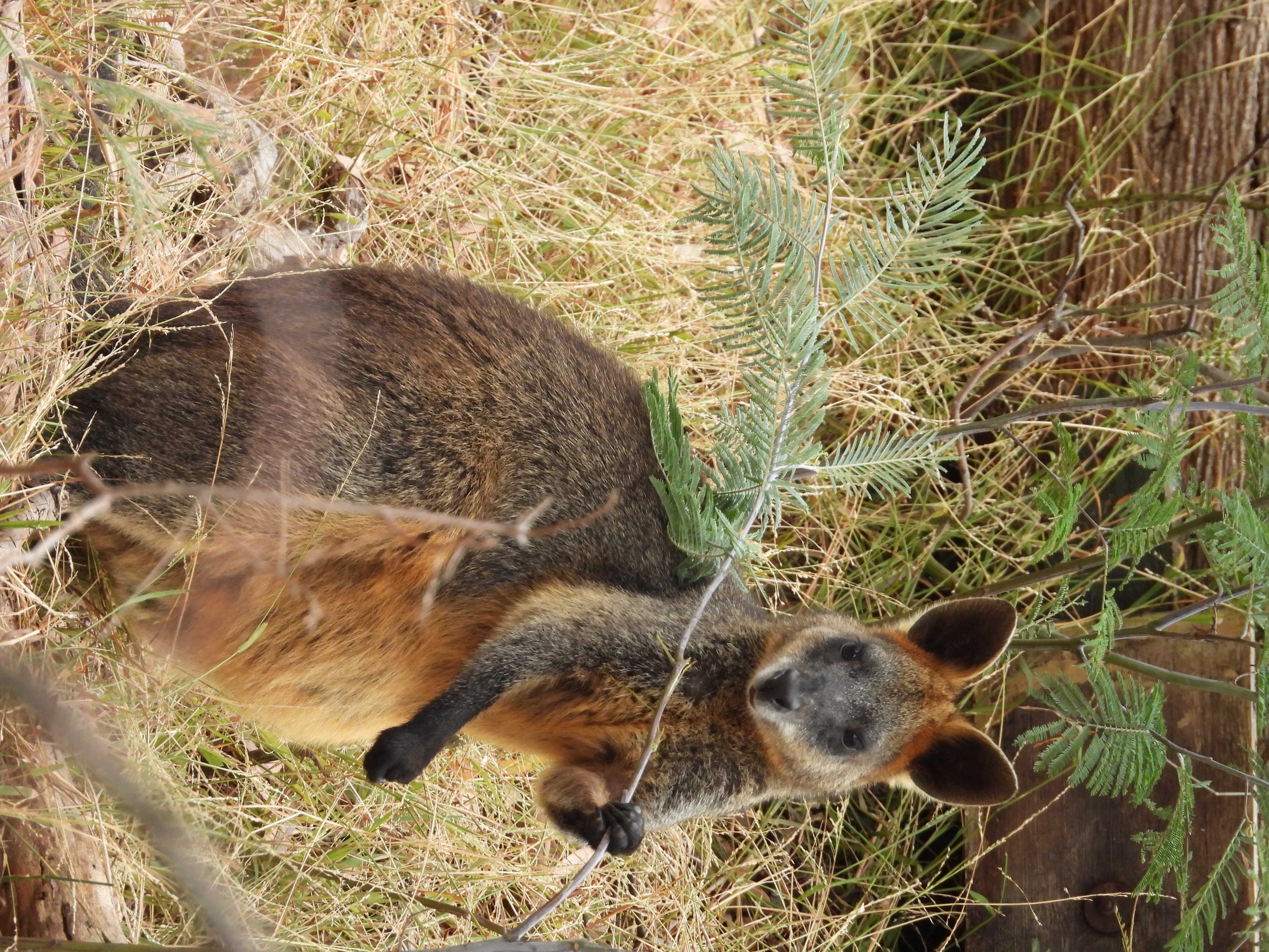 Swamp Wallaby eating an Acacia