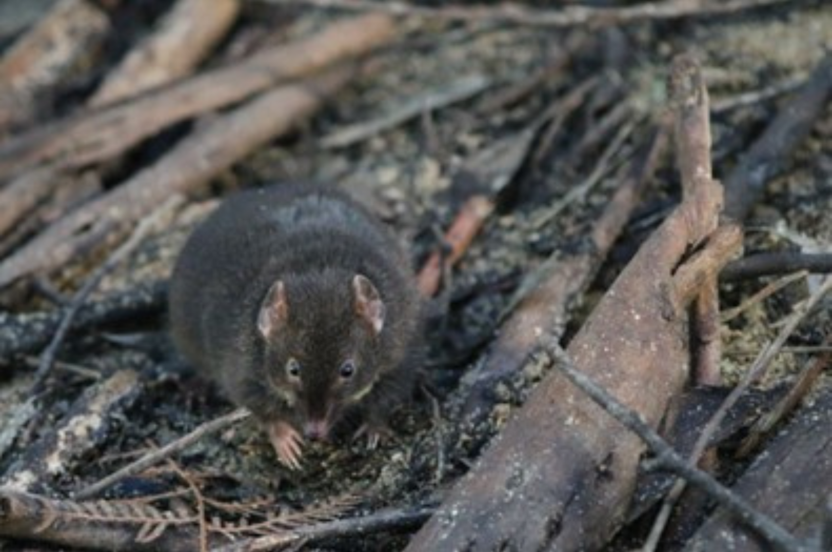Australian ‘mouse’ sacrifices sleep for sex, News, La Trobe University