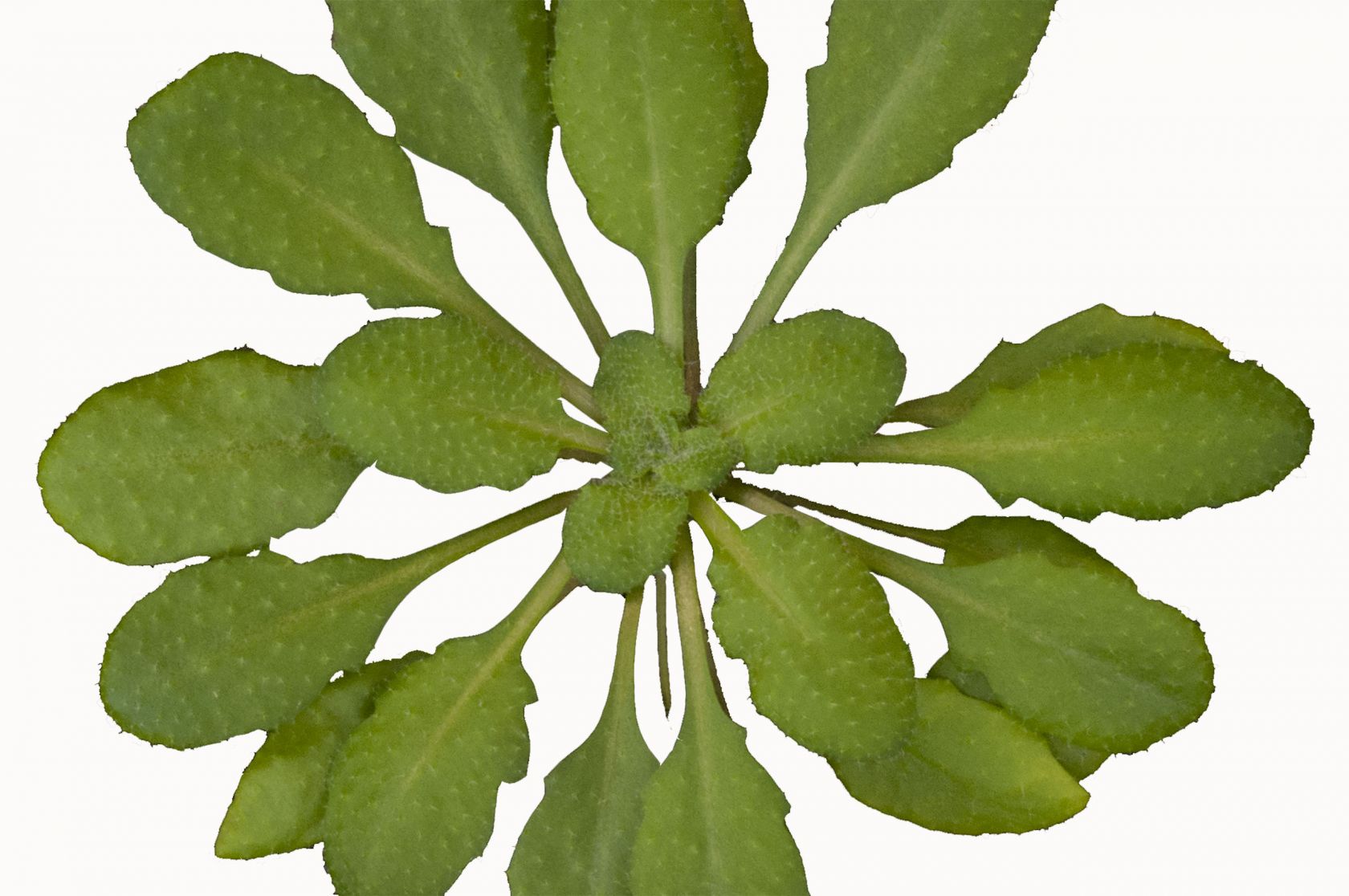How plant