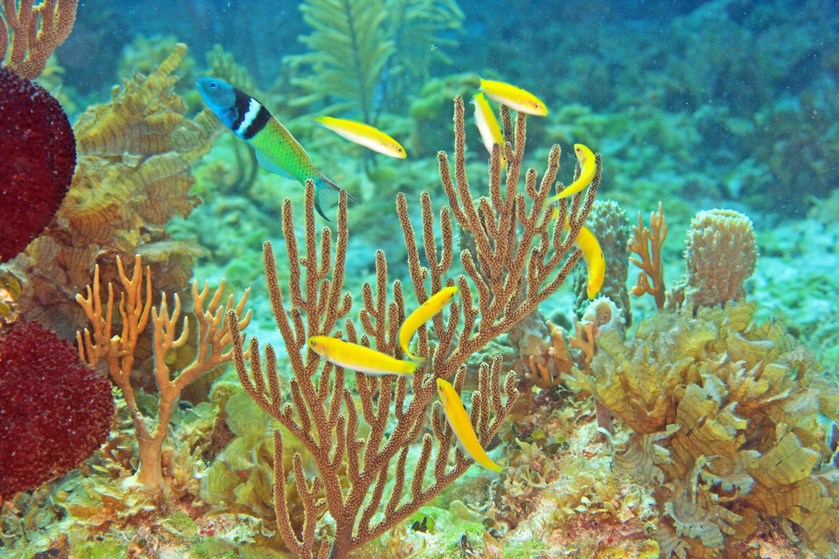 What we learn from fish that change sex, News, La Trobe University What we learn from fish that change sex, News, La Trobe University