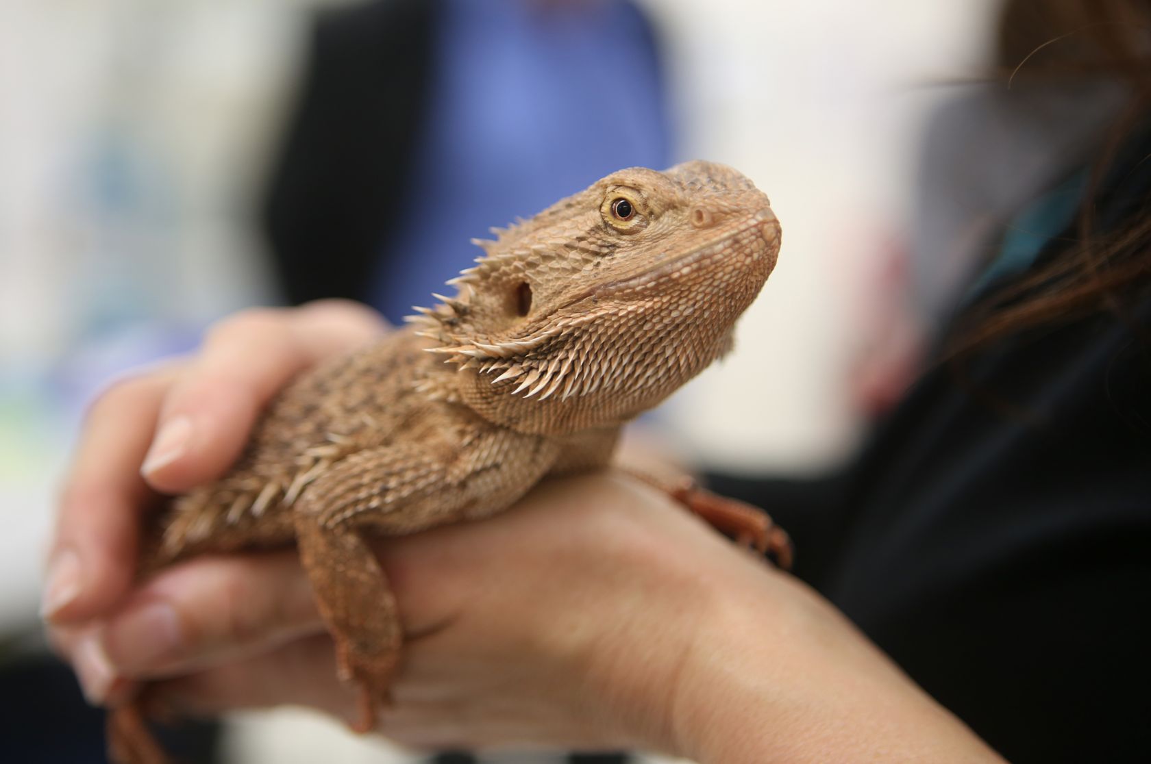 Breakthrough in reptile research, News, La Trobe University