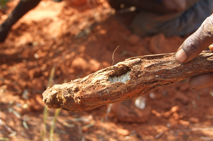 Which witchetty grubs to grab, News, La Trobe University