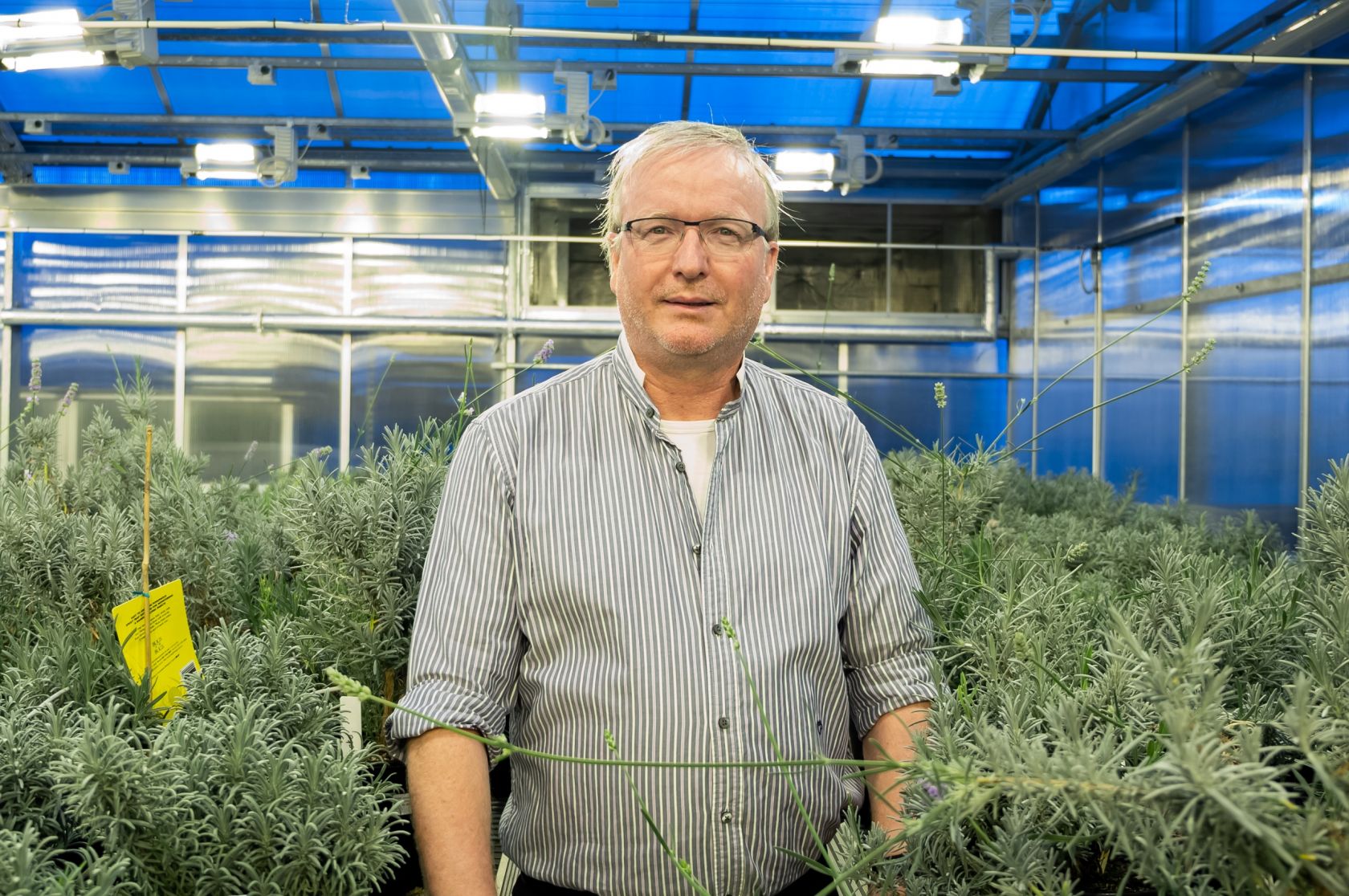 Lavender industry benefits from research - Vimarsana News
