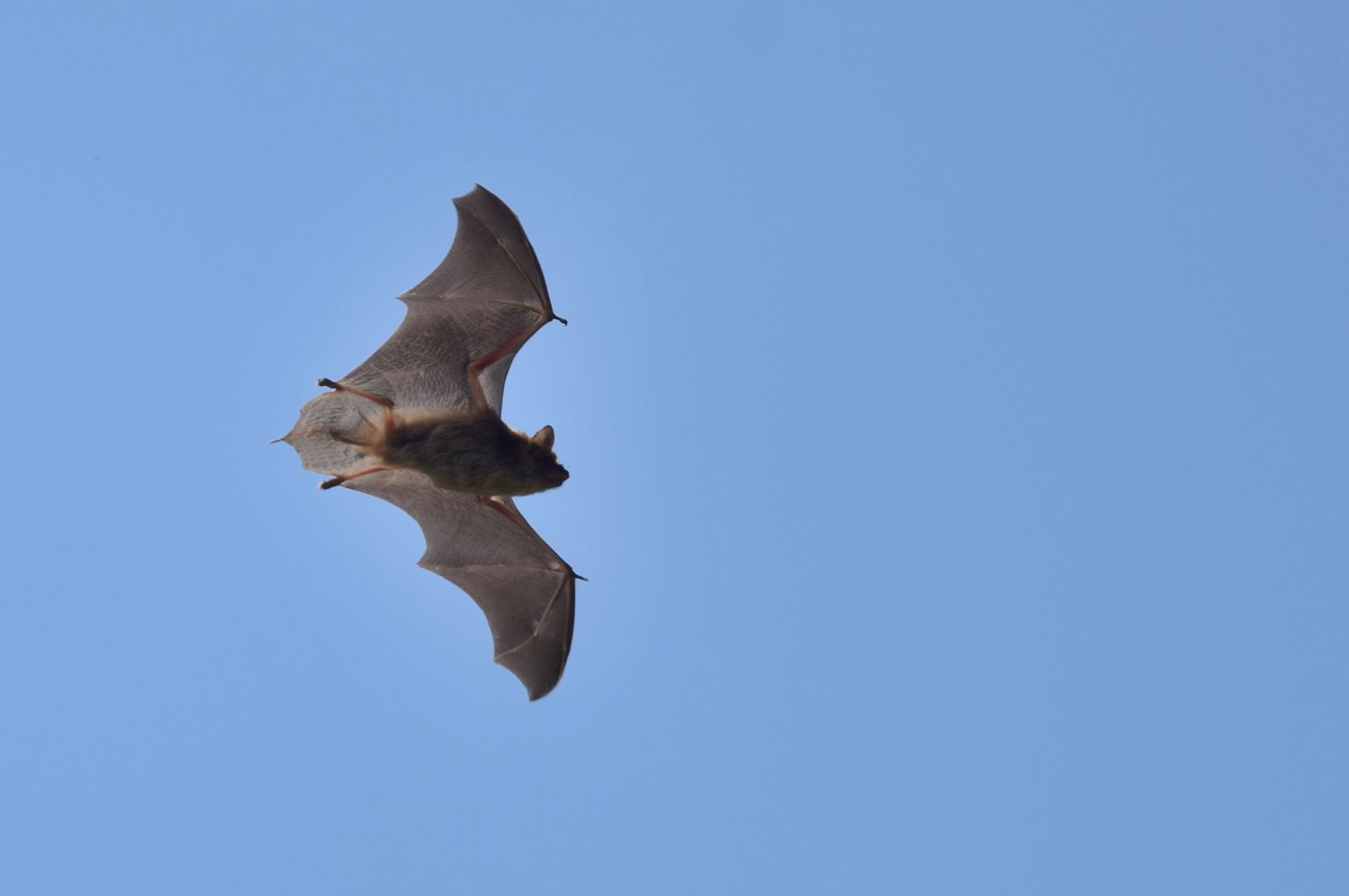 Our complicated relationship with bats, News, La Trobe University