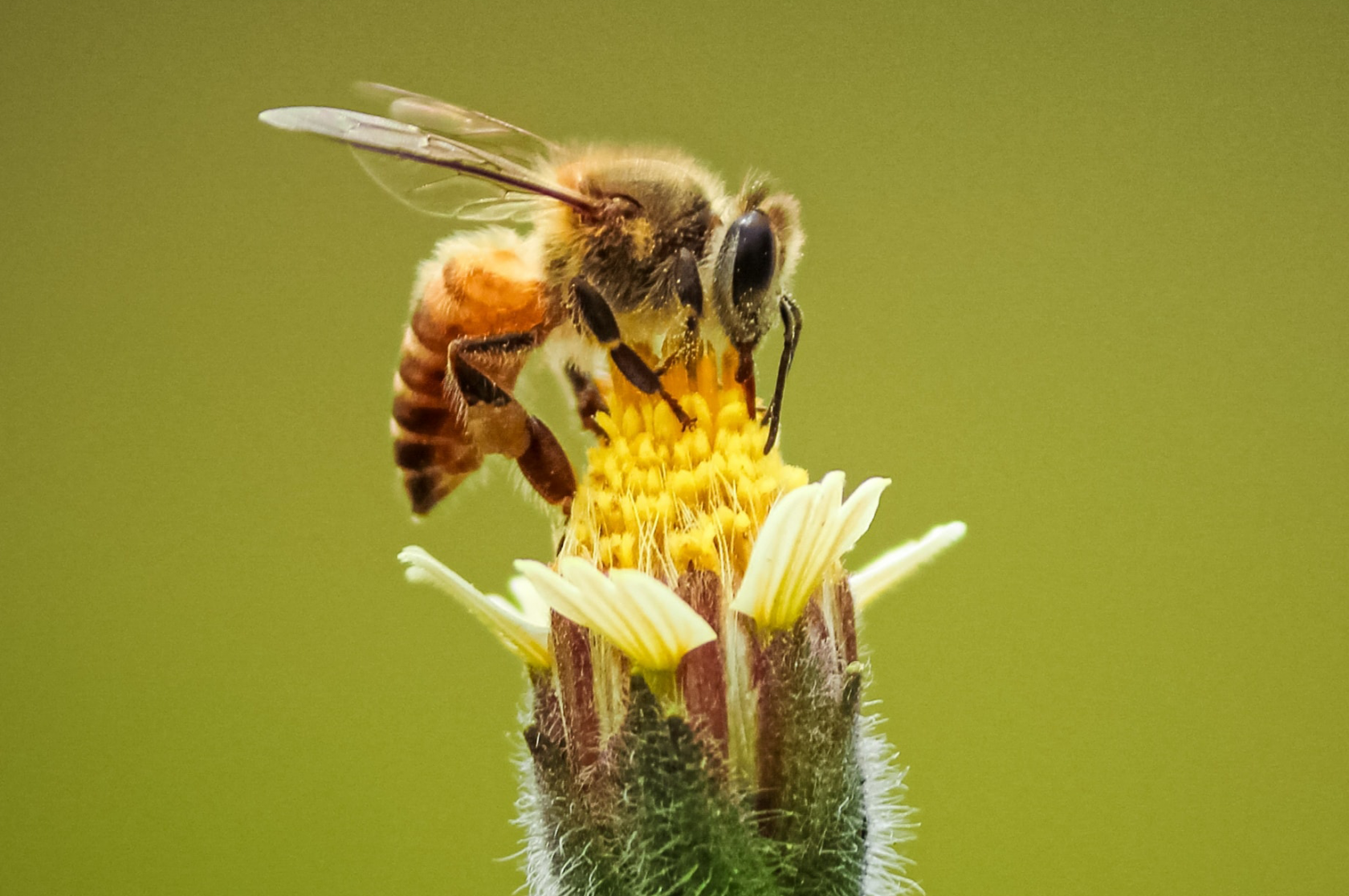 protecting-honey-bees-from-deadly-threat-news-la-trobe-university