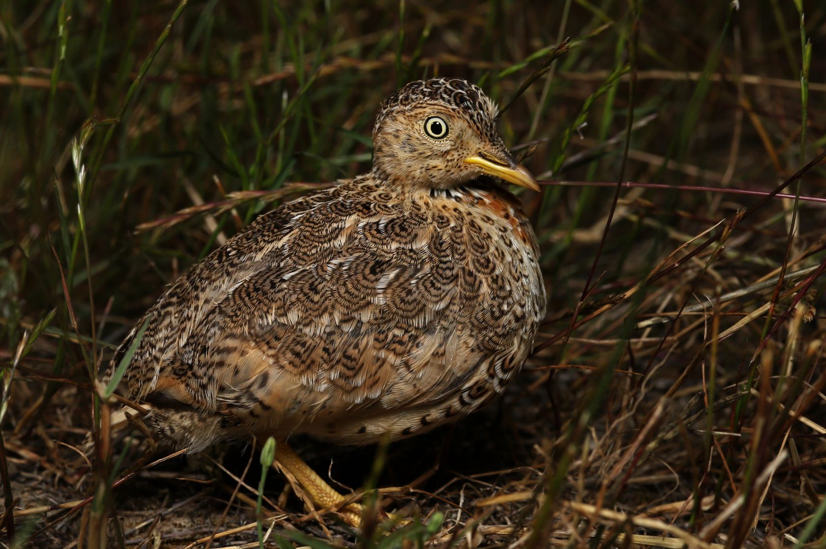 Rebound For Bird On Brink Of Extinction News La Trobe University