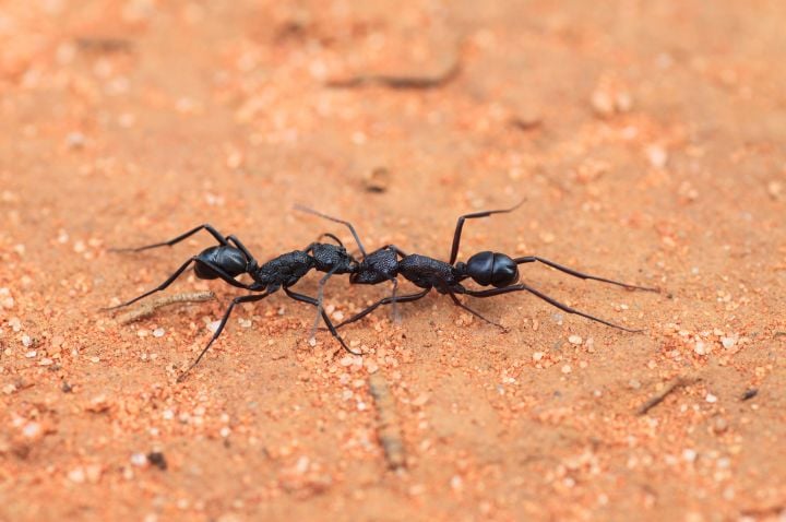 ‘Insect Armageddon’ and the Rise of Tyrant Ants