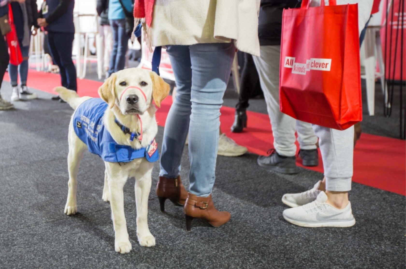 Proper Titles For Support Animals News La Trobe University