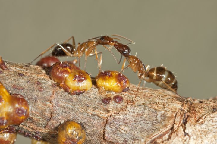 Micro-wasps take on crazy-ant colonies, News, La Trobe University