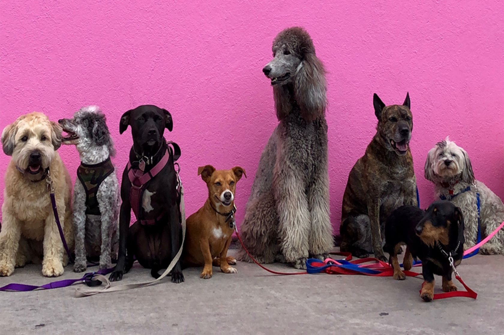 The cuter the dog the more we want it , News, La Trobe University