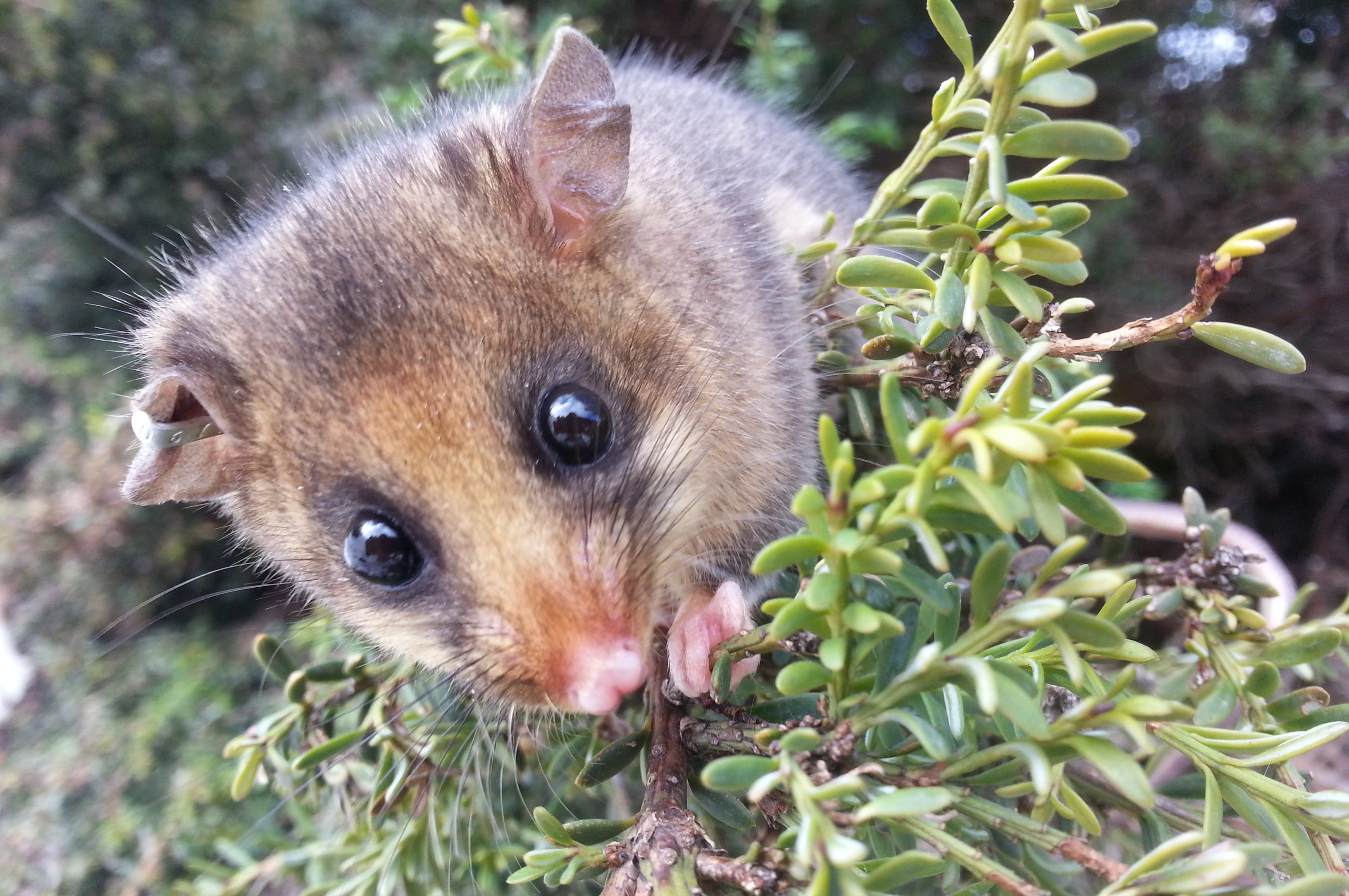 Past its Peak? The Fate of the Mountain Pygmy-Possum 