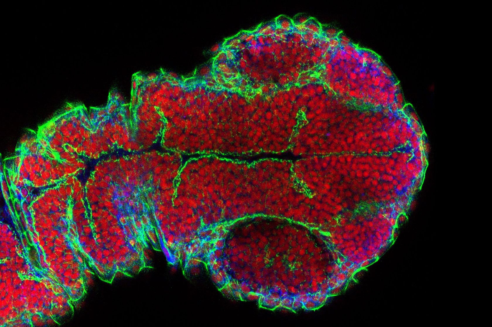 Bioimaging Platform, Office of Research Infrastructure, Research ...