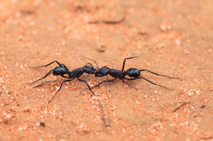 Rhytidoponera mayri in the mallee, NSW
