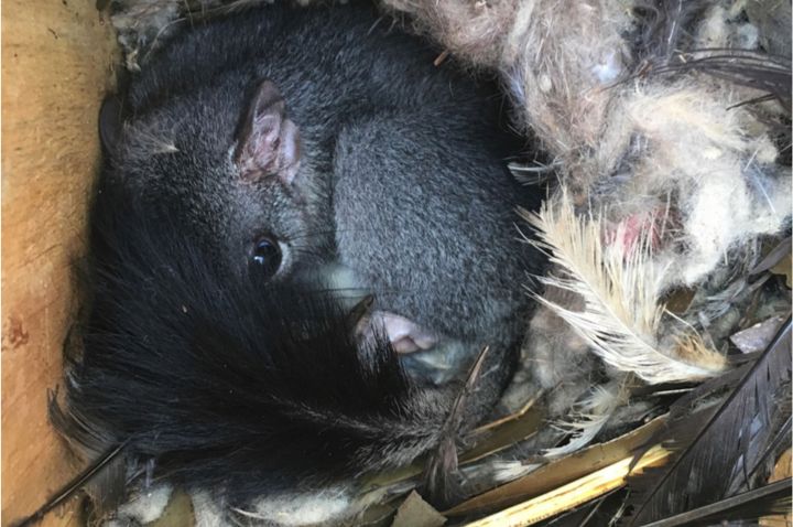 Brush-tailed Phascogale in a nest box