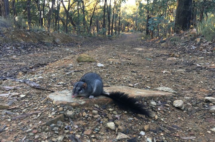 Brush-tailed Phascogale in the middle of a walking track