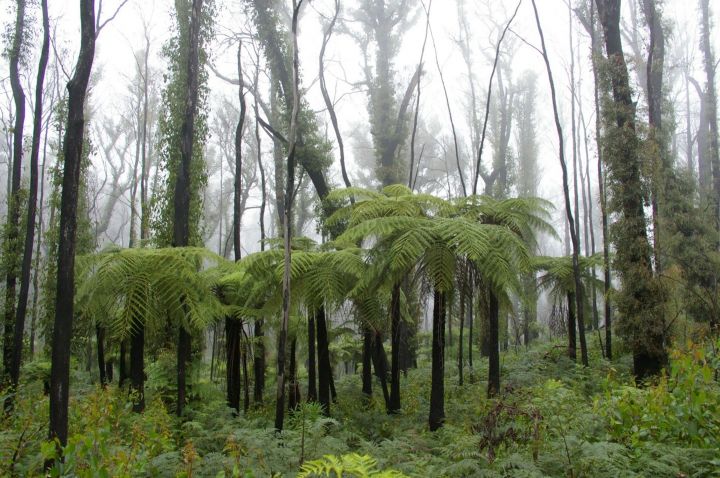 Mist bound ferns and trees in the foothills