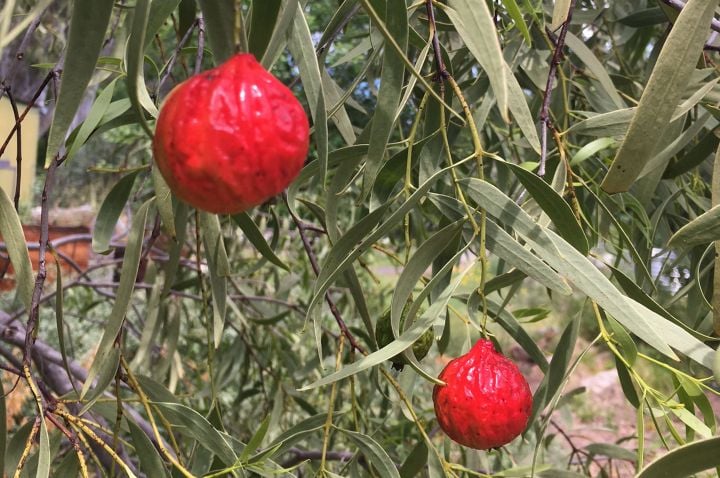 Sweet Quandong (Santalum acuminatum) fruit, photo credit: Jim Begley (GBCMA)