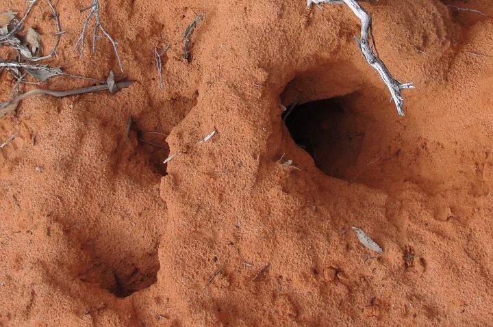 Evidence of soil diggings by small mammals