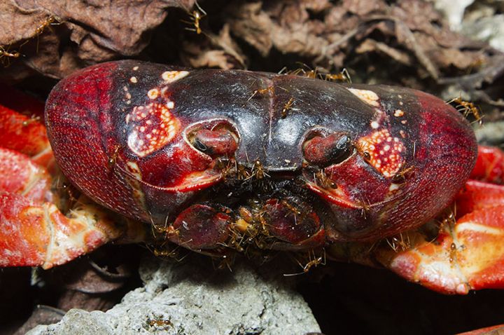 Christmas Island red crab Gecarcoidea natalis” Photo credit:Stephen Belcher