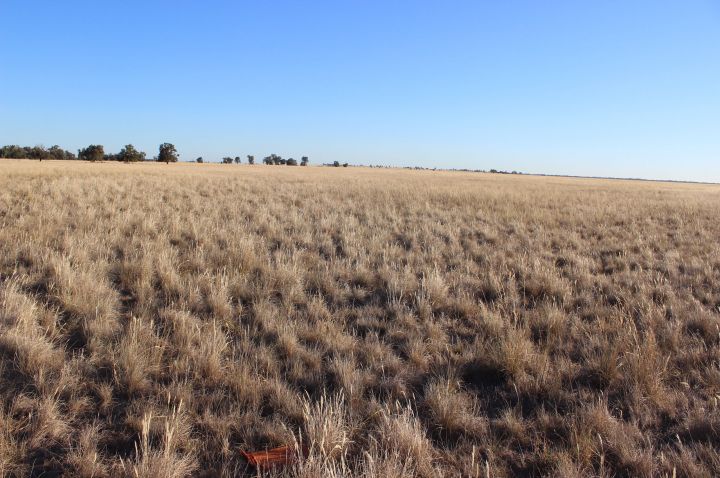 dry grasslands, with scrub in the distance