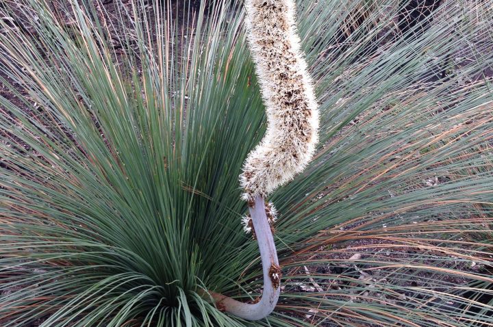A grass tree