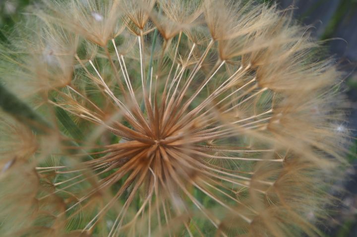 Close up of a dandelion.
