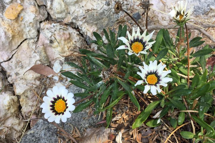 A picture of daisies with a stone background. 