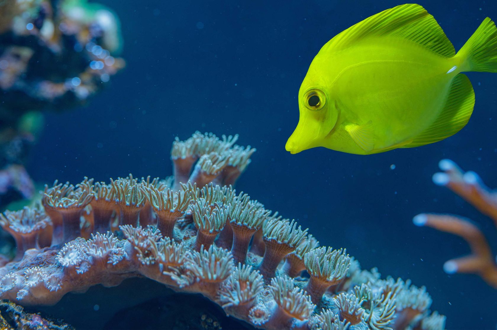 Using AI to identify fish sounds, News, La Trobe University