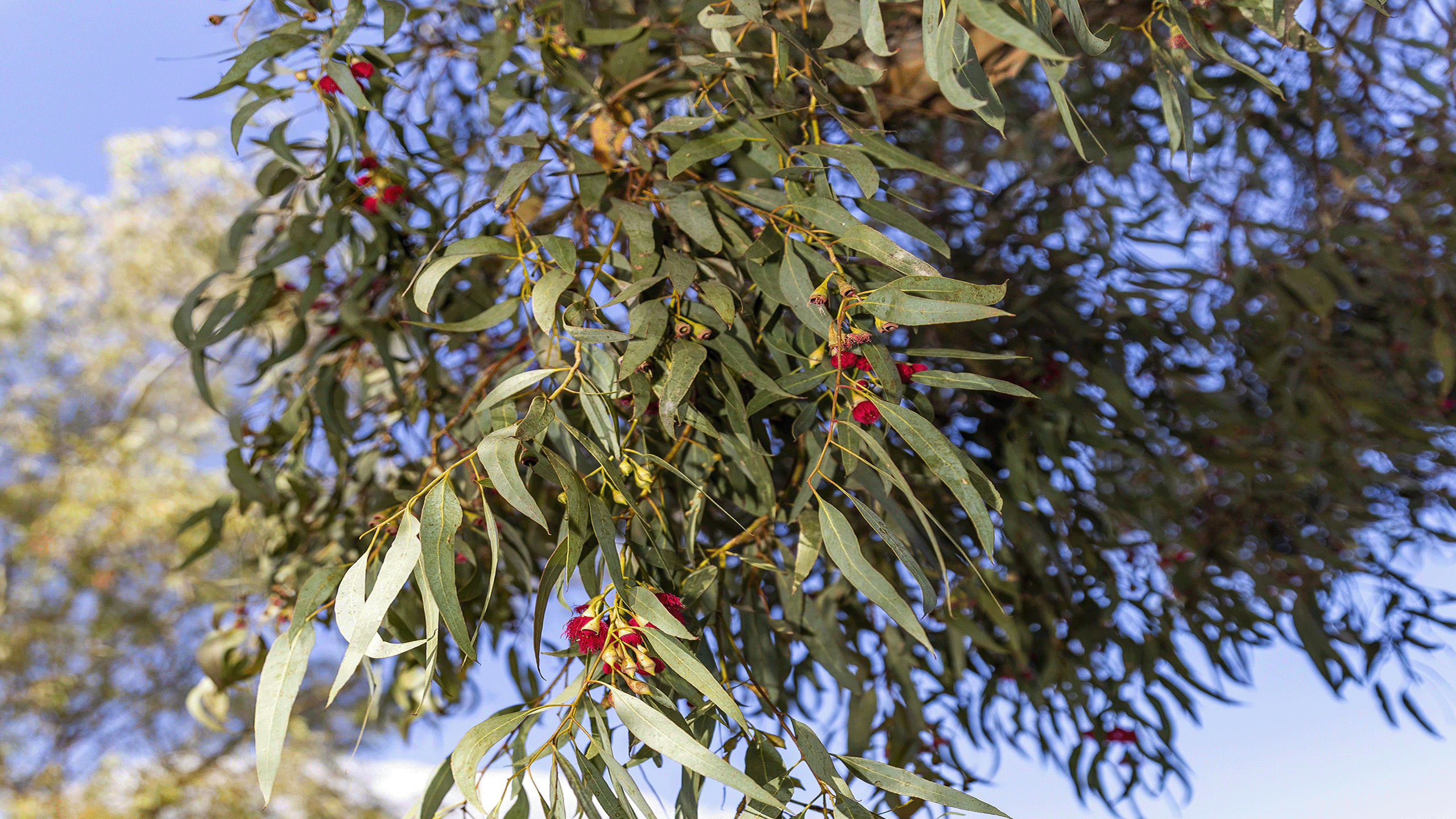 Gum tree blossoms in Mildura