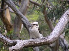 Kookaburra