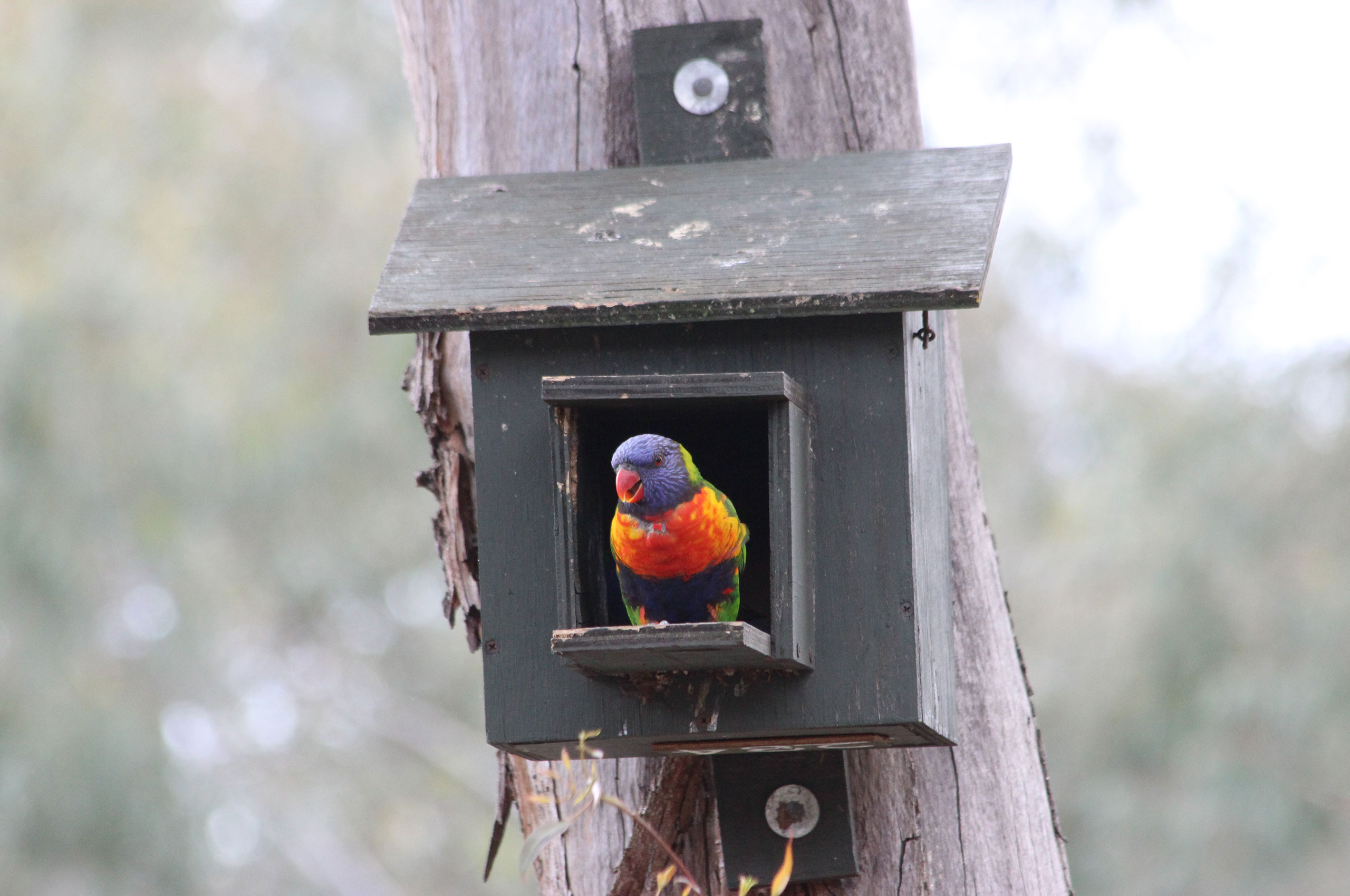 SAVE $$ BIRD BOXES / HOUSE- & MORE for POSSUM BOX BUILDING PLANS ROSELLA 