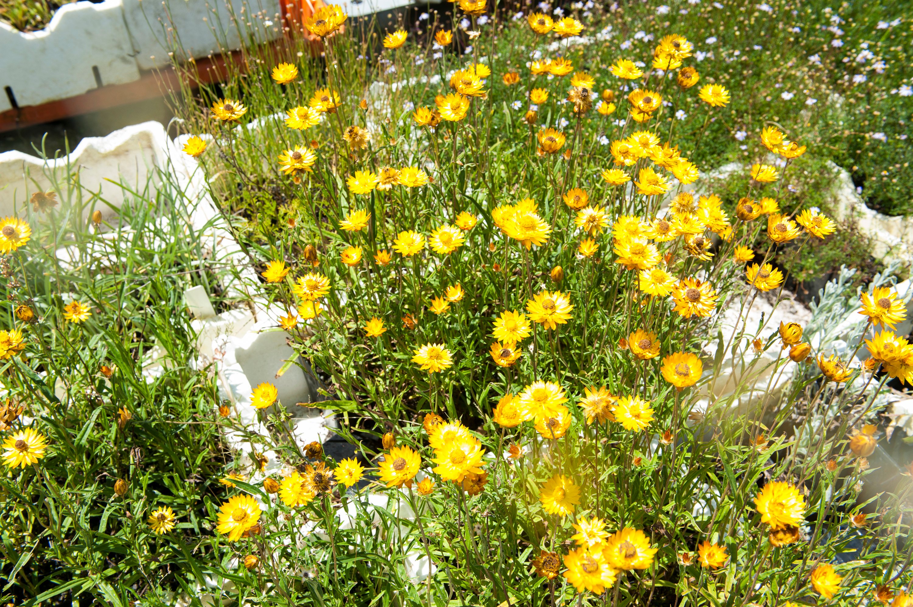 Xerochrysum viscosum