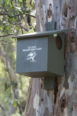 Brushtail possum box