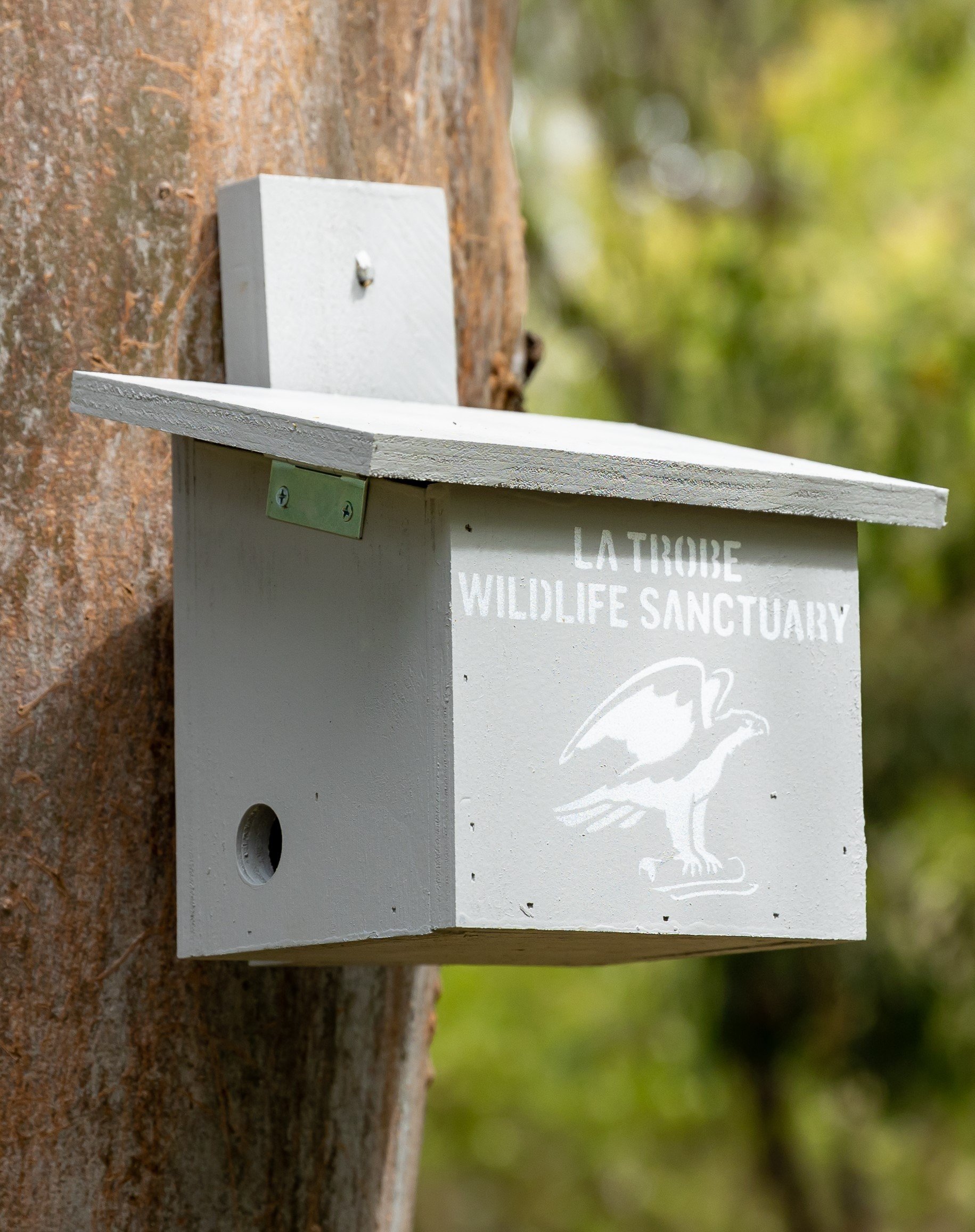 Feathertail Glider nest box