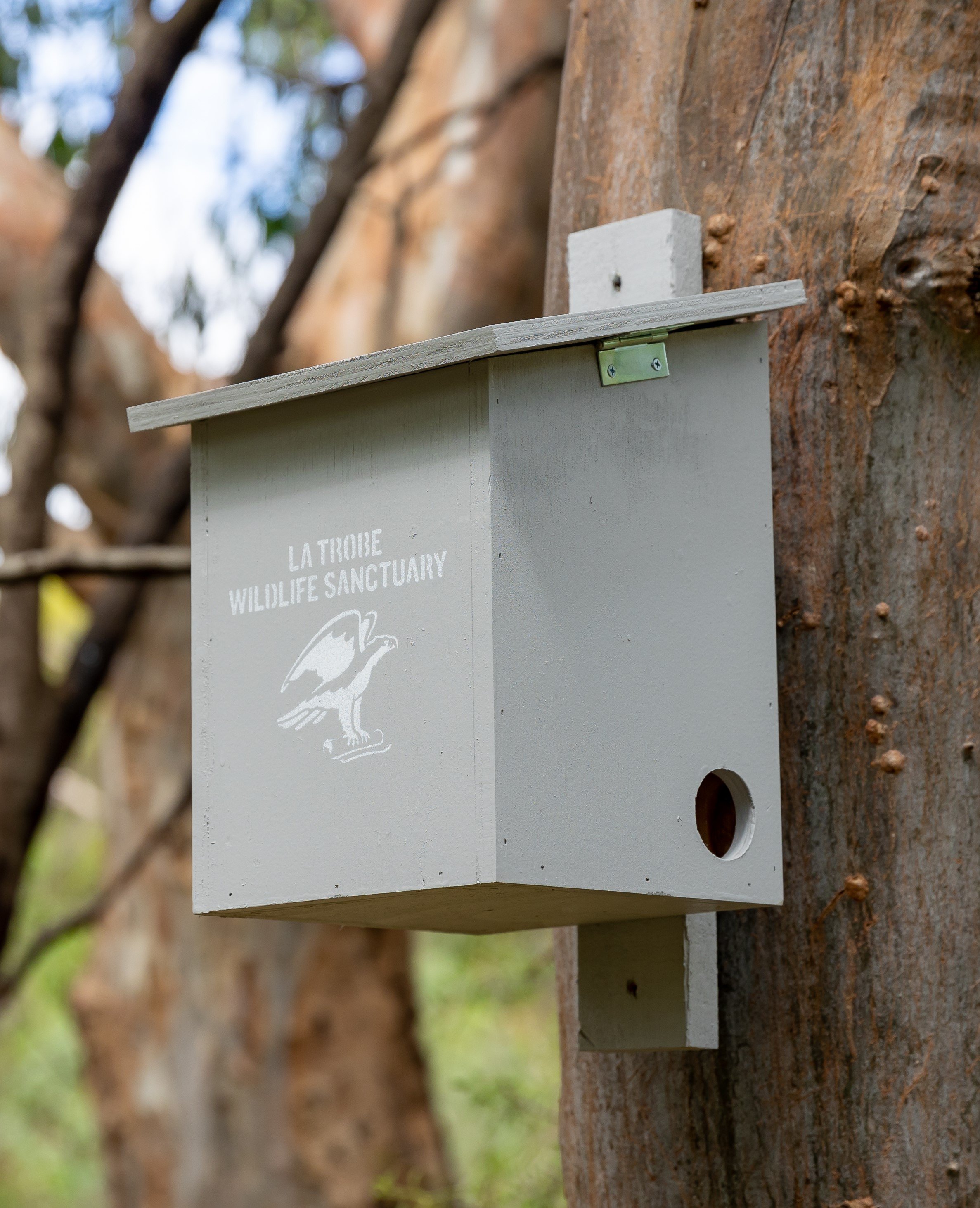 Phascogale-Antechinus-Squirrel Glider nest box