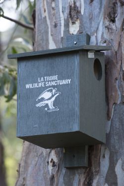 Ringtail possum box